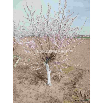 河北金叶槐低价出售10公分金叶槐