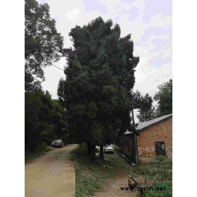 大规格柏树