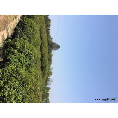 四川地区桂花10-30公分