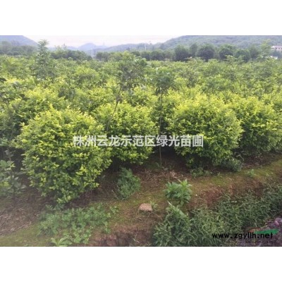红花继木桩,红花继木古桩,红花桎木古桩,造型红花继木