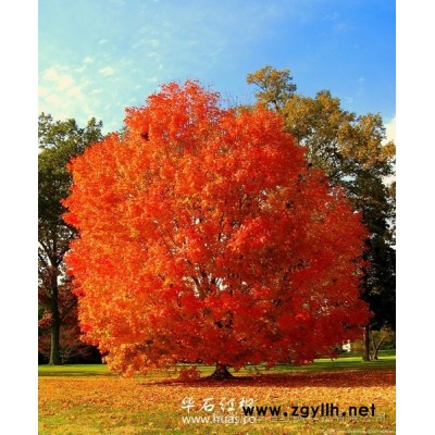 美国红枫十月光辉容器苗