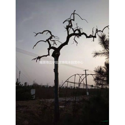 大小规格南京黑松  江苏黑松基地 黑松农户直销