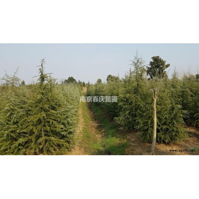 南京4米雪松价格多少钱一棵