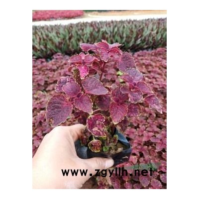 树葡萄，四季树葡萄，树葡萄小苗，嘉宝果