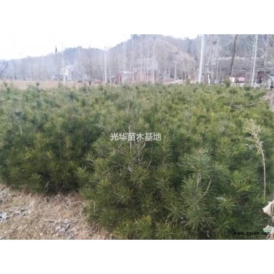 白皮松 油松  专供