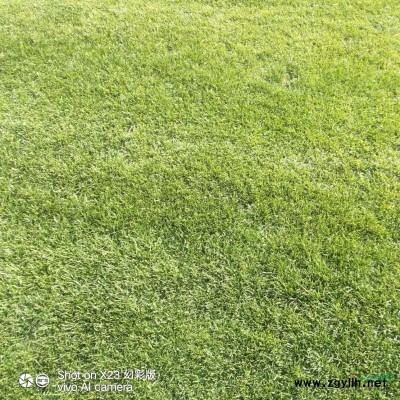 长期销售各种草坪有需要的新老顾客欢迎来谈合作，，，联系方式..