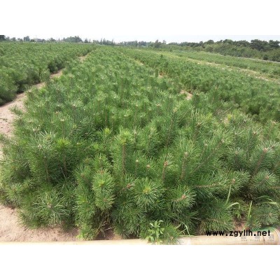 侧柏、1-5米侧柏、容器袋侧柏、侧柏价格、侧柏价格低