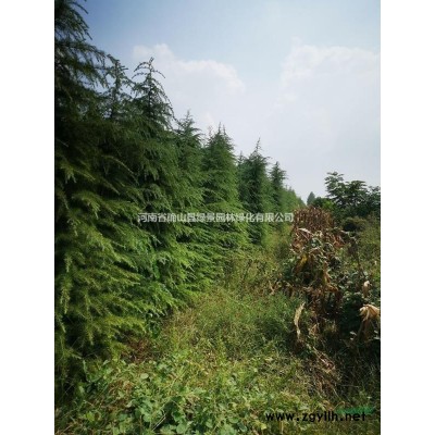 河南省雪松1～7米，各种风景树