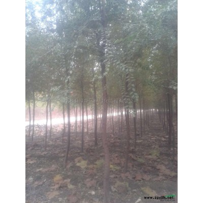 榆树2图片/榆树2报价