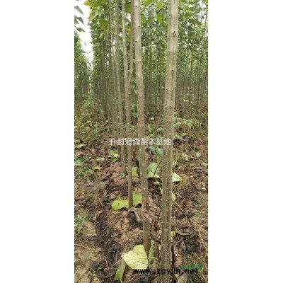 供应优质楸树苗
