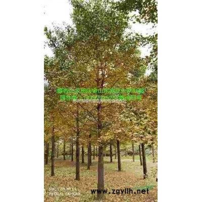 银杏之乡林业站苗圃直供银杏法桐红枫合欢五角枫等