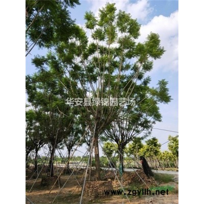 精品黄花风铃木价格 15公分风铃木价格 18公分风铃木价格