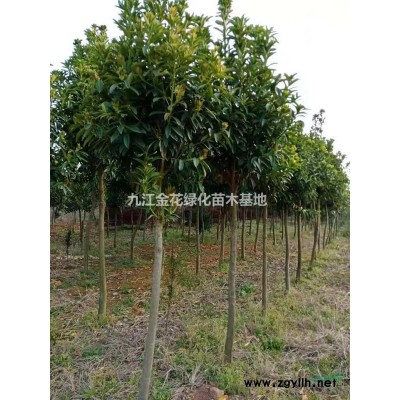 九江金花苗木基地大量供应4~10公分速生紫薇，欢迎您来电咨询