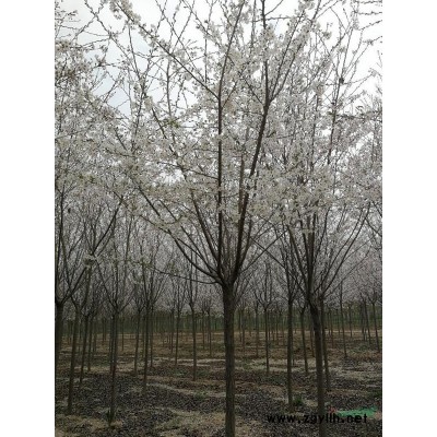 河南省新乡县供应8-11公分高分枝特*染井吉野，凯尔斯海棠等