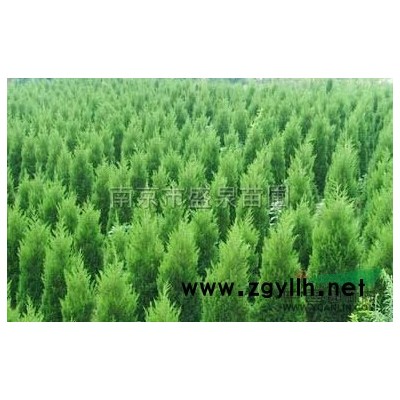 南京雪松大型苗木生产销售基地（批量销售1-10米雪松），