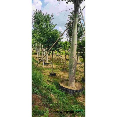 大量绿化树供应