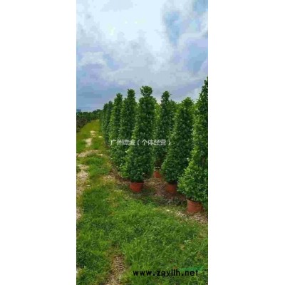 广州合力种植基地