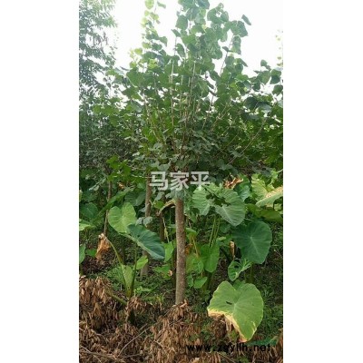 急售丁香树400左右