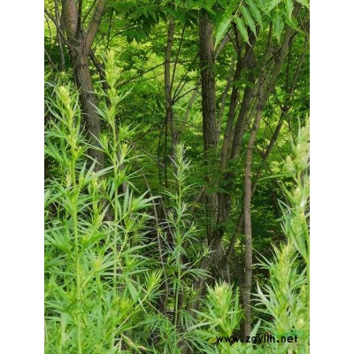 500—600颗黄菠萝出售，9年树