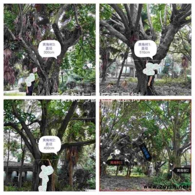 几十年树龄风景黄角树