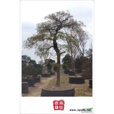 *罗汉松 造型罗汉松 精品罗汉松 日本罗汉松 罗汉松批发