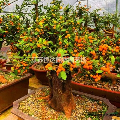 罗汉竹  雷竹  早园竹 日本矮麦冬,苗木,常青藤