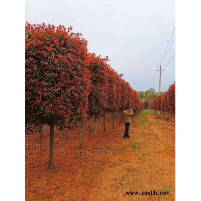 冬青 黄杨 北海道黄杨 紫叶桃 合欢 红叶石楠