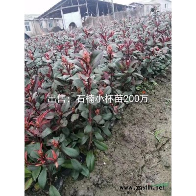 金坛地区苗木有红叶石楠小杯苗，高50左右，冠幅20左右