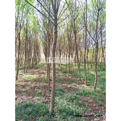 红、黄、白、紫玉兰