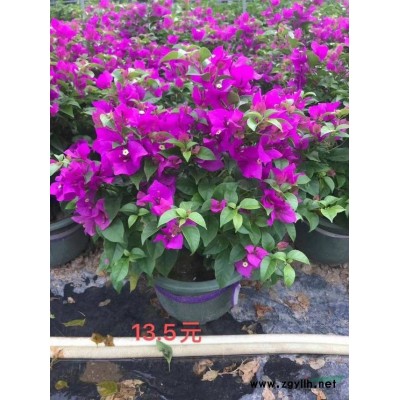 三角梅四川福建江西云南海南各种规格都有