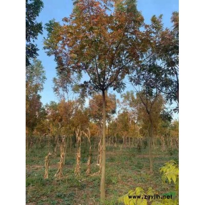 江西九江提供精品羽毛枫10-12公分