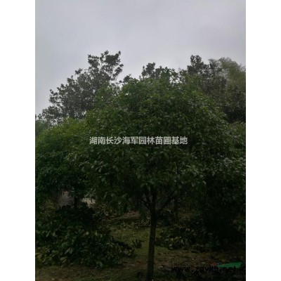 供应各种型号桂花香樟