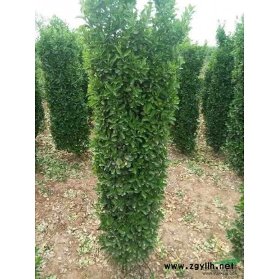 冠幅1.5米大叶黄杨球一车装多少棵