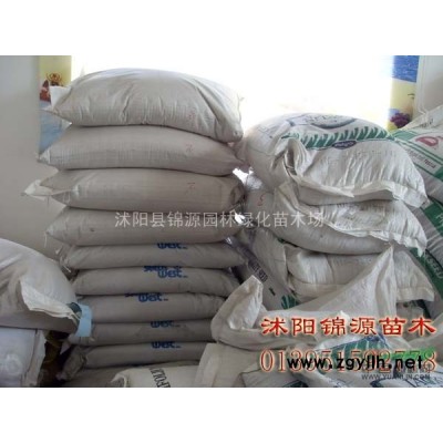 刚竹，金镶玉竹，罗汉竹