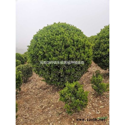 大量供应金叶女贞杯苗