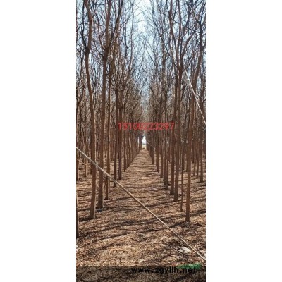 出售河北保定优质国槐4-9公分1*2*老国槐