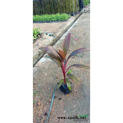 竹子，小刚竹，青皮竹