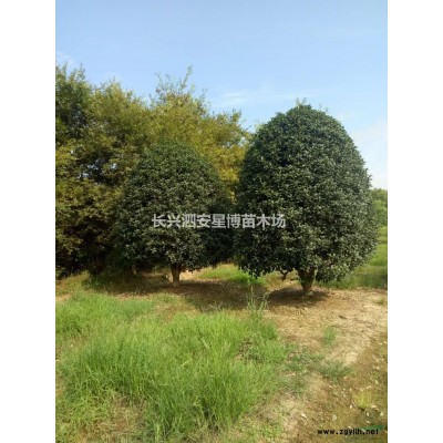 龟甲竹2图片\龟甲竹2报价