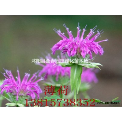 江苏绿化乔木刚竹，刚竹苗，别称：榉竹、胖竹、柄竹、台竹、光竹