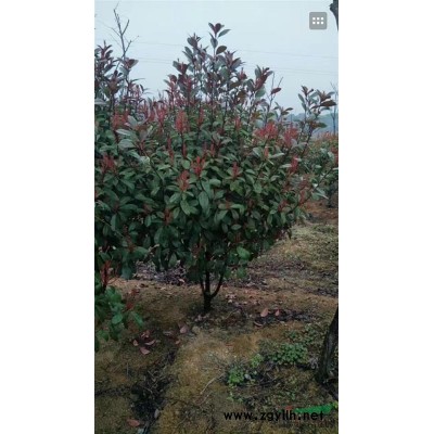 刚竹2公分1000000棵