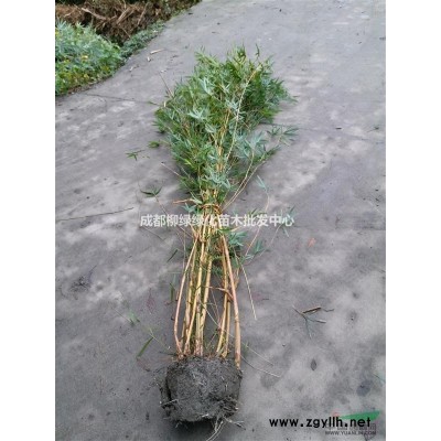 四川琴丝竹、花杆孝顺竹、小琴丝竹、