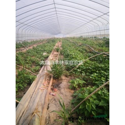 楸树苗楸树穴盘苗，每棵0.3元！