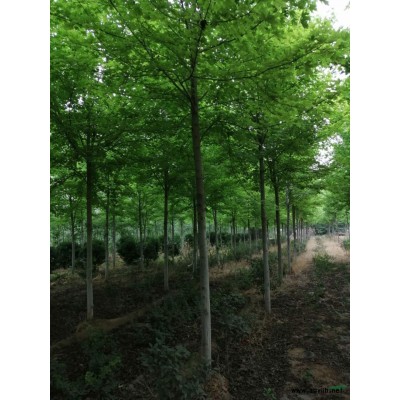 供美国红点红枫