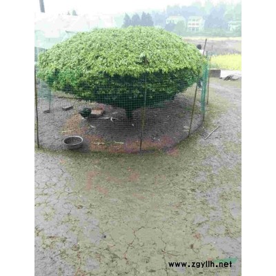 庭院别墅绿篱植物造型树小叶黄杨四季长青