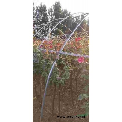 树桩月季，盆栽月季，奇型月季