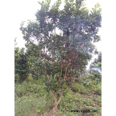 南宁地区供应橘红树，莲雾树二米五至三米五高，可做绿化树用