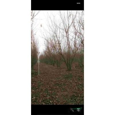 丛生五角枫量大，