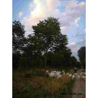 6到8公分一二*北栾清地处理