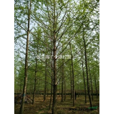 江苏供应银杏美国红枫
