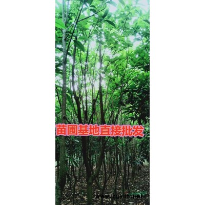 苗圃批发树绿化行道树香樟大树工程小区道路大树门口大树